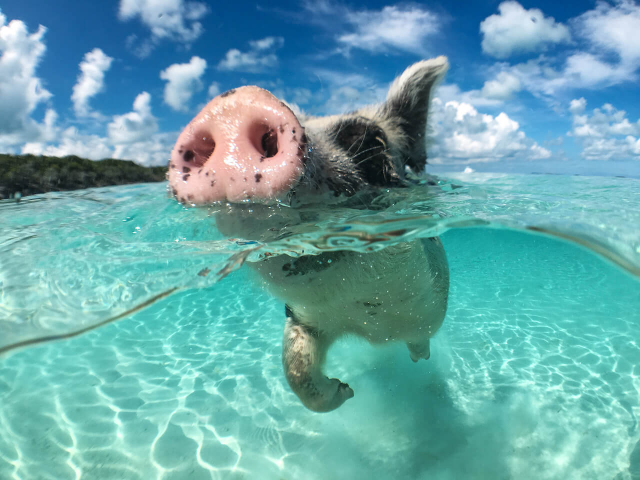 wild swimming pig on big majors cay in the bahamas